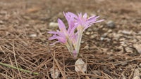 a purple flower is growing out of the ground