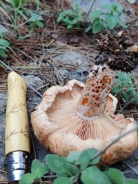 a fungus with a pipe sitting on the ground