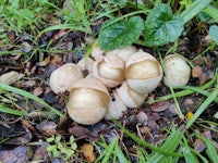 a group of mushrooms sitting on the ground