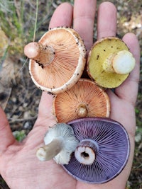 a bunch of mushrooms in a person's hand